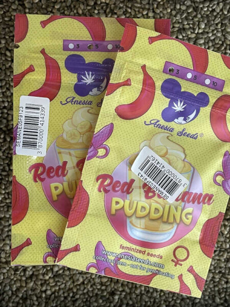 ANESIA SEEDS RED BANANA PUDDING, feminisiert
