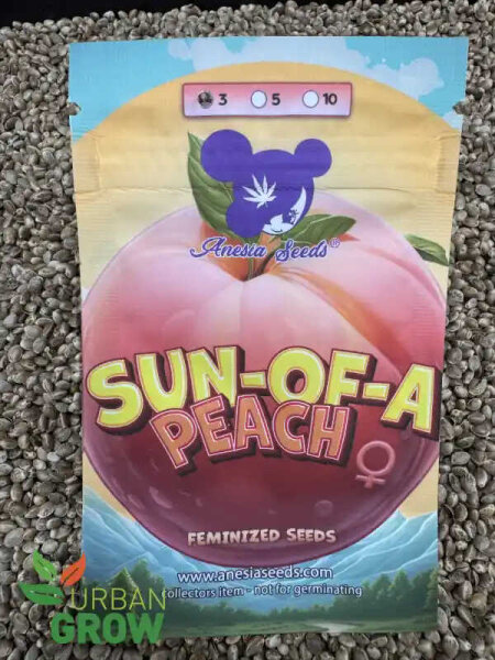 ANESIA SEEDS SUN OF A PEACH, feminisiert