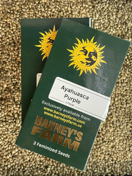 Barney`s Farm Seeds Ayahuasca Purple, feminisiert
