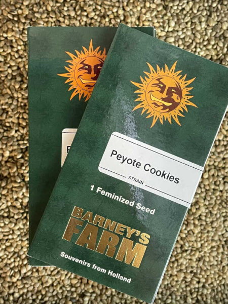 Barney`s Farm Seeds Peyote Cookies, feminisiert