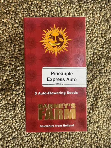 Barney`s Farm Seeds Pineapple Express Auto, automatic