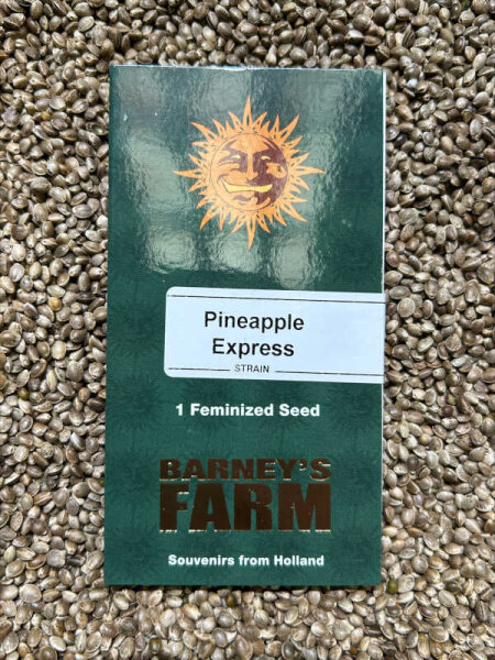 Barney`s Farm Seeds Pineapple Express, feminisiert