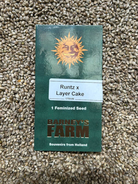 Barney`s Farm Seeds Runtz x Layer Cake, feminisiert