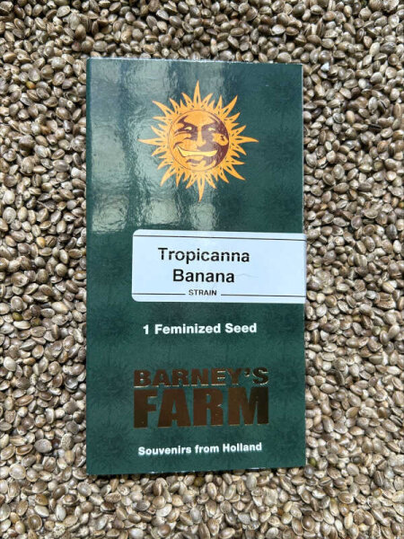 Barney`s Farm Seeds Tropicanna Banana, feminisiert