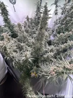 DUTCH PASSION Power Plant, feminisiert