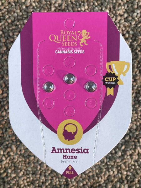 ROYAL QUEEN SEEDS Amnesia Haze, feminisiert