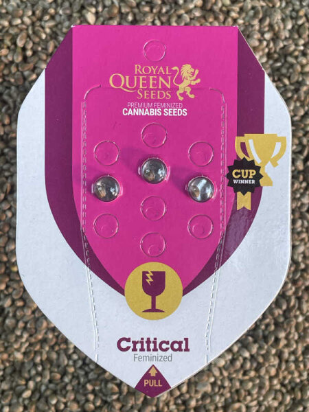 ROYAL QUEEN SEEDS Critical, feminisiert