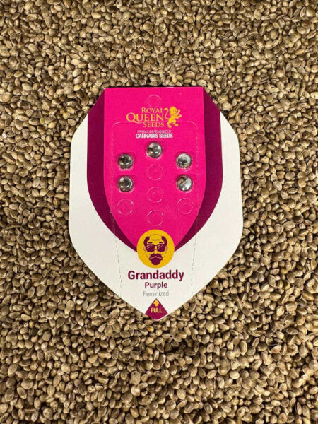 ROYAL QUEEN SEEDS Granddaddy Purple, feminisiert
