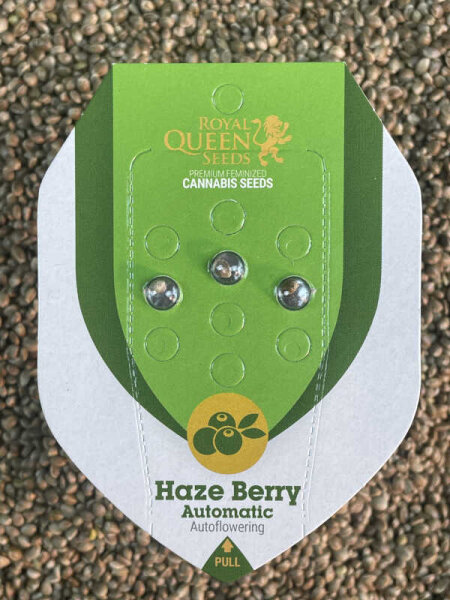 ROYAL QUEEN SEEDS Haze Berry Auto, automatic