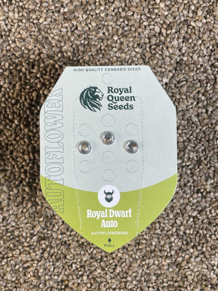 ROYAL QUEEN SEEDS Royal Dwarf, automatic