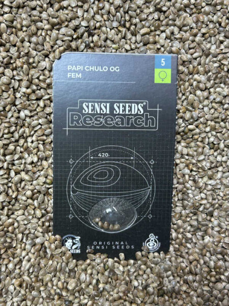 SENSI SEEDS RESEARCH PAPI CHULO OG, feminisiert
