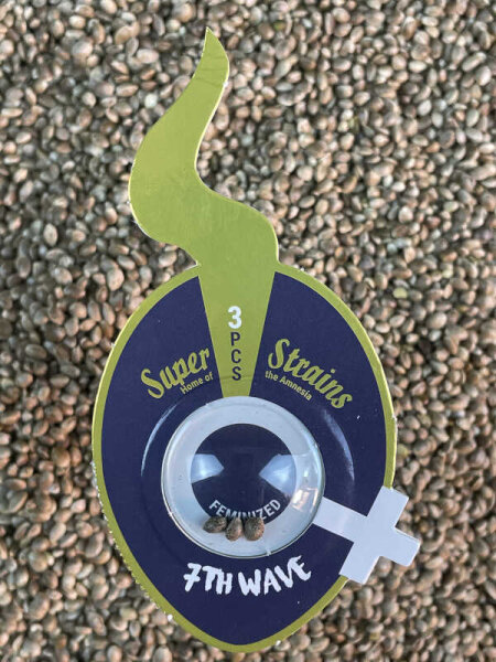 Super Strains 7th Wave, feminisiert