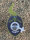 Super Strains Agartha-CBD,CBD:THC, 8:1, feminisiert