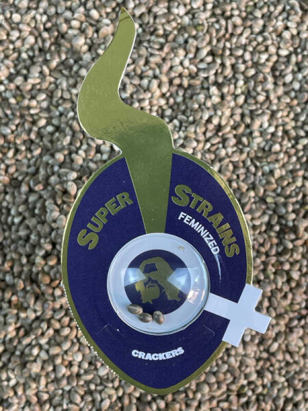Super Strains Crackers, feminisiert