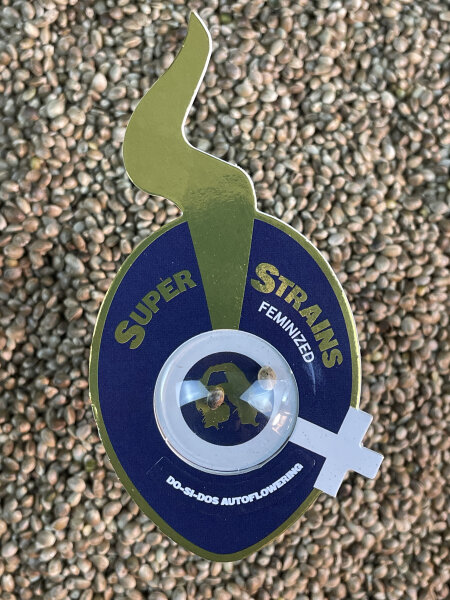 Super Strains Do-Si-Dos Auto, automatic