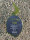 Super Strains Eden-CBD,CBD:THC, 70:1, feminisiert