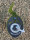 Super Strains Enemy´s Dream, feminisiert