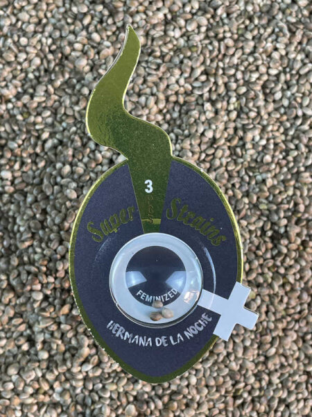 Super Strains Hermana de la Noche, feminisiert