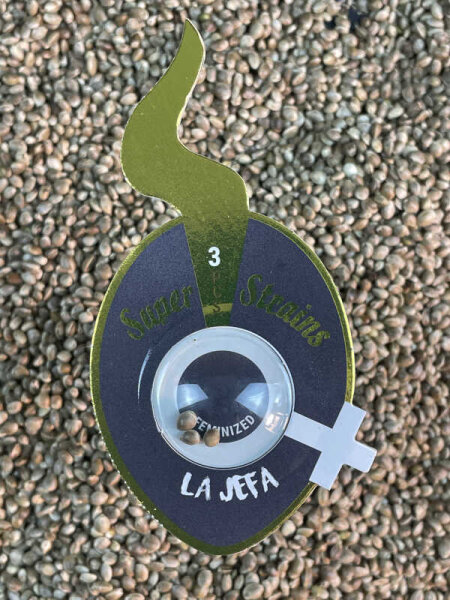 Super Strains La Jefa, feminisiert