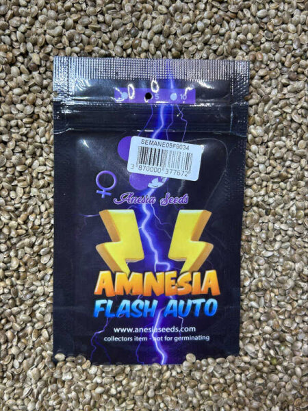 ANESIA SEEDS AMNESIA FLASH AUTO, 5 Samen automatic