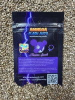 ANESIA SEEDS AMNESIA FLASH AUTO, 5 Samen automatic