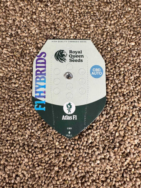 ROYAL QUEEN SEEDS Atlas F1, 1 Samen automatic