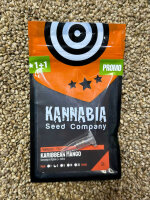 KANNABIA SEEDS KARIBBEAN MANGO, 3+1 Samen feminisiert