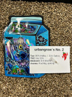 urbangrows No. 2 - 1 Samen feminisiert