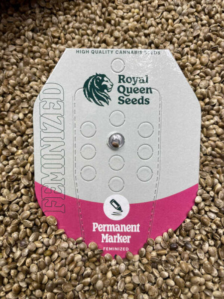 ROYAL QUEENS SEEDS Permanent Marker, 1 Samen feminisiert