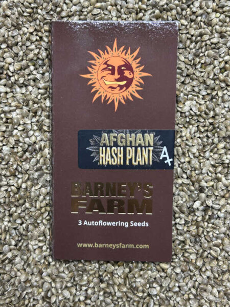 Barney`s Farm Seeds Afghan Hash Plant Auto, 3 Samen automatic