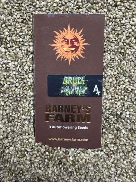 Barney`s Farm Seeds Bruce Banner Auto, 3 Samen automatic